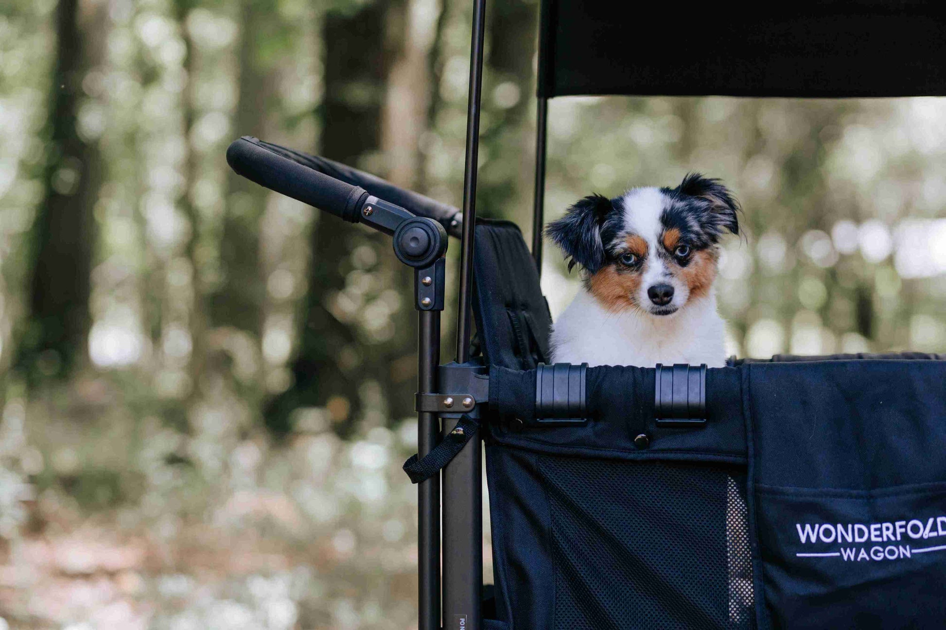 W2 Original + Double Stroller Wagon - Lifestyle Image Zoomed View of Dog on W2 Original + Double Stroller Wagon Black